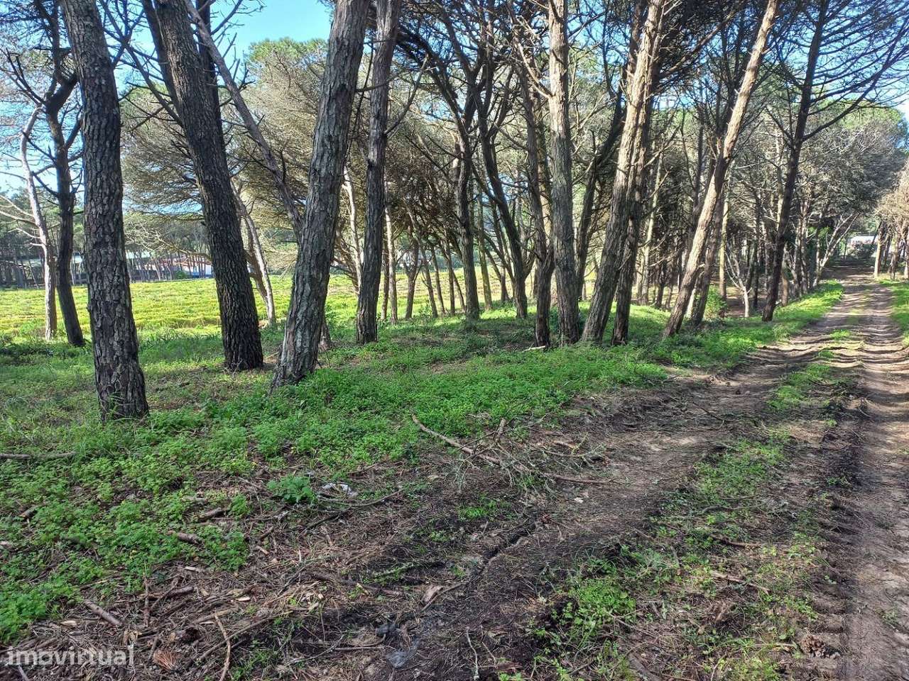 Terreno em Janas - Grande imagem: 4/17