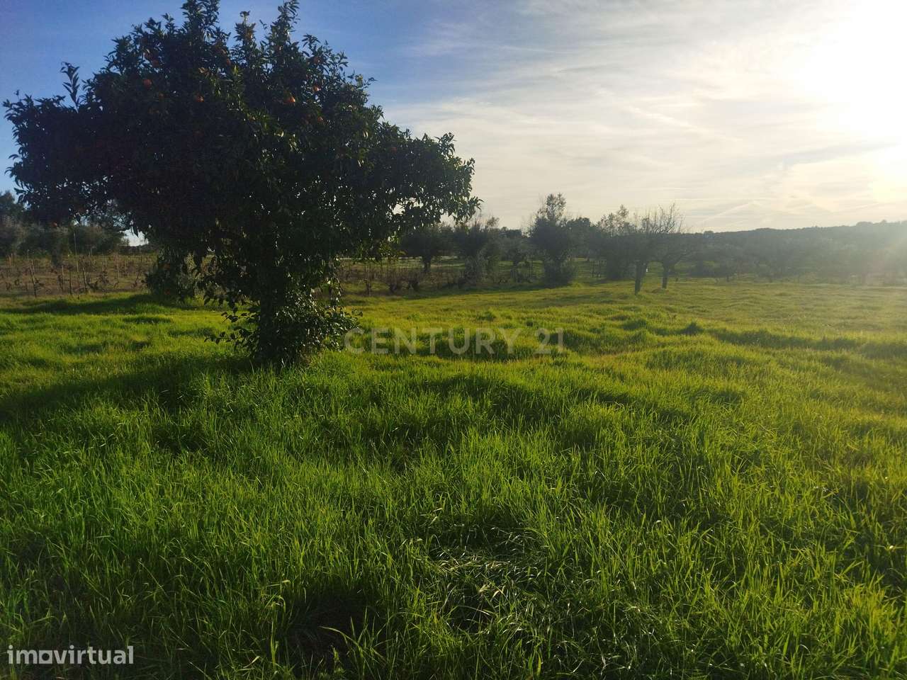 Terreno Rustico, Lousa, Castelo Branco - Grande imagem: 3/10
