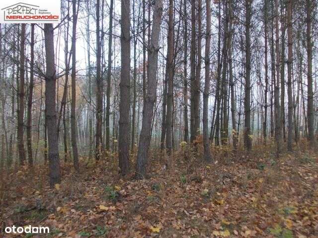 Działka, 1 200 m², Jabłonowo Pomorskie - Pełny obrazek: 5/5