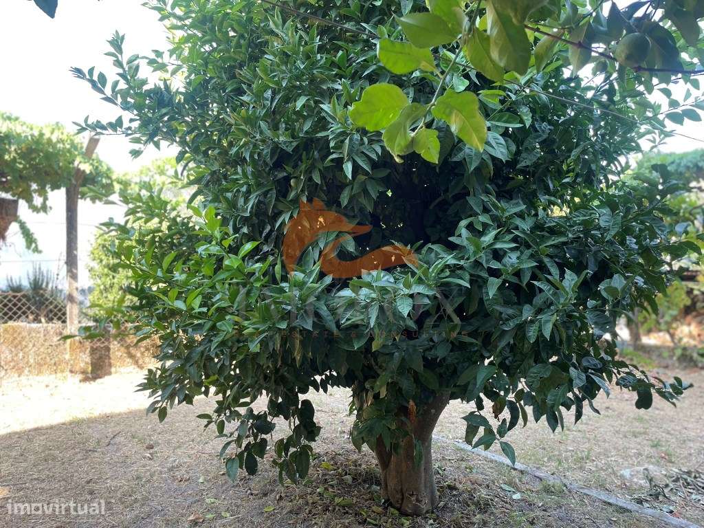 Moradia Independente em Vila Pouca da Beira, Oliveira do Hospital-16