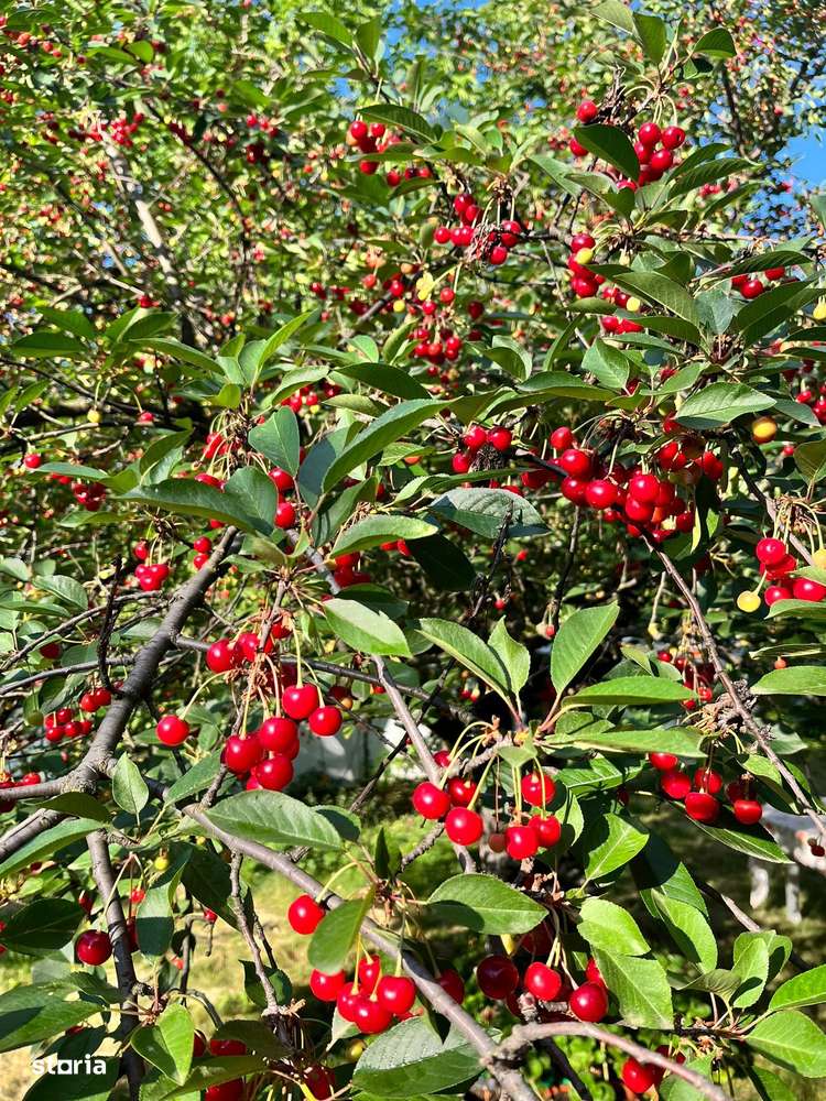 PROPRIETATE UNICA: 1.618 MP TEREN  IN PIPERA, CU VILA SOLIDA SI GRADIN-6