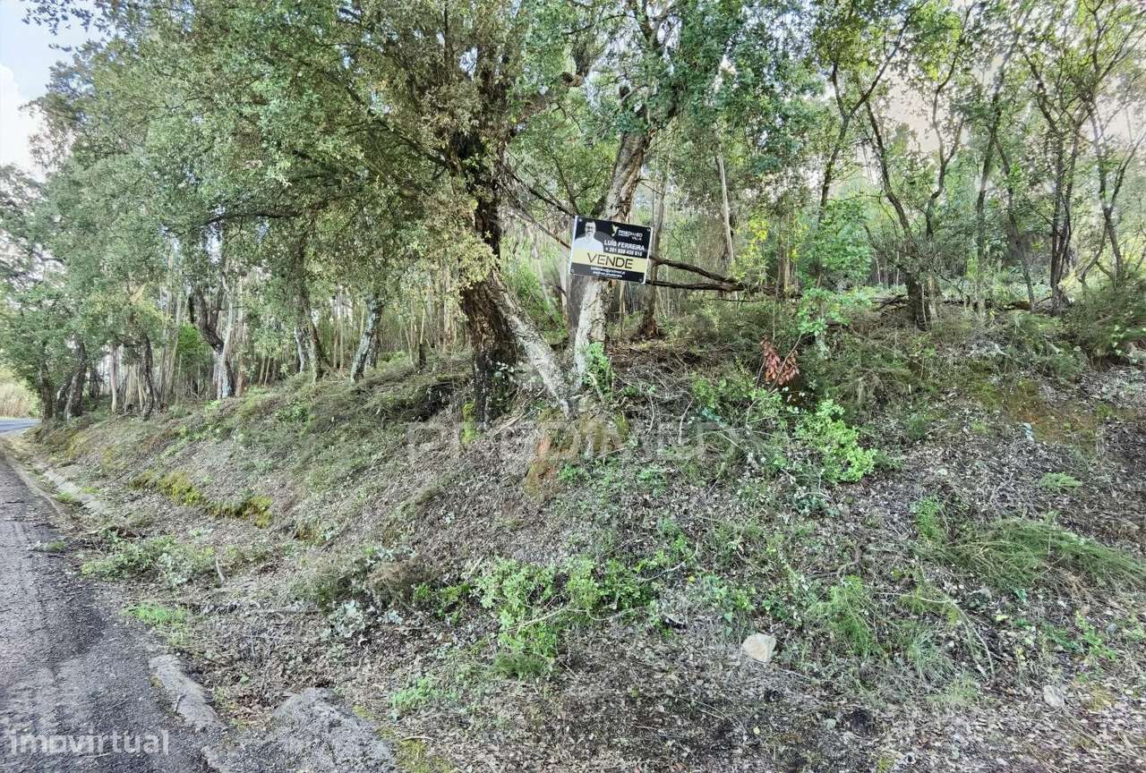 Terreno rústico , composto por eucaliptos / Amiais d Baixo - Grande imagem: 4/27