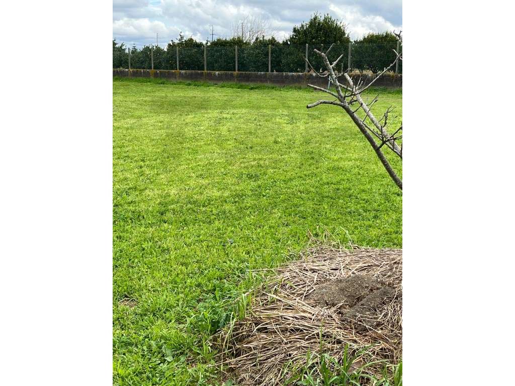 Terreno Urbanizável - Foros de Salvaterra - 100.000€ - Grande imagem: 3/5