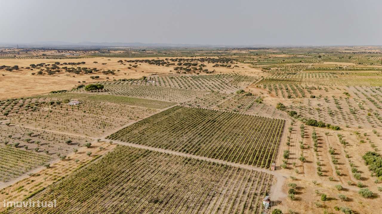 VINHA | PARA VENDA | ALENTEJO - Grande imagem: 4/25