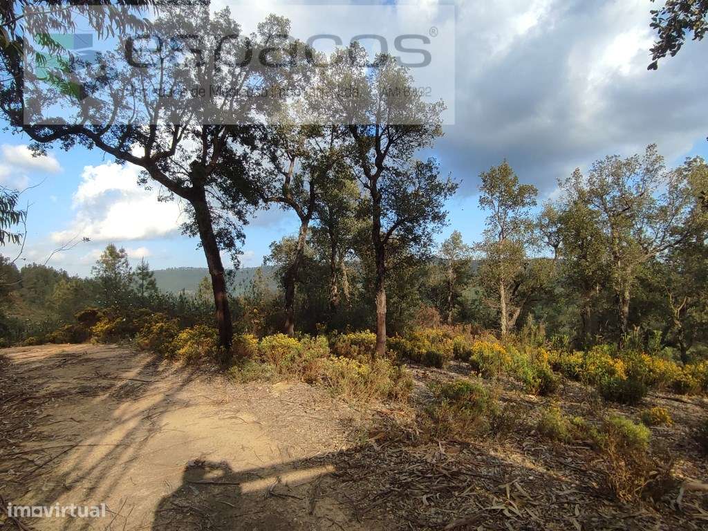 Terreno com sobreiros e poço - Sarzedas - Grande imagem: 2/12