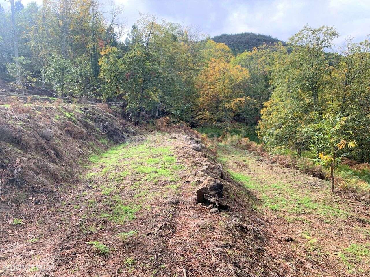 Terreno / Resende, Anreade e São Romão de Aregos - Grande imagem: 4/10