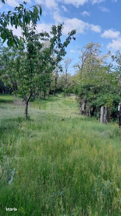 Teren extravilan de vanzare – Stanesti, 3.861 mp, livada de ciresi-10