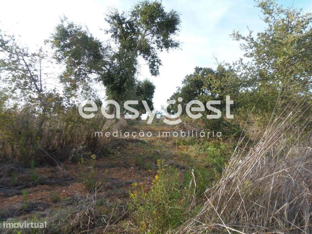 Terreno 3ha Cercal do Alentejo - Grande imagem: 5/10