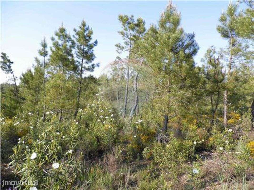 Quinta T0 para venda - Grande imagem: 4/14