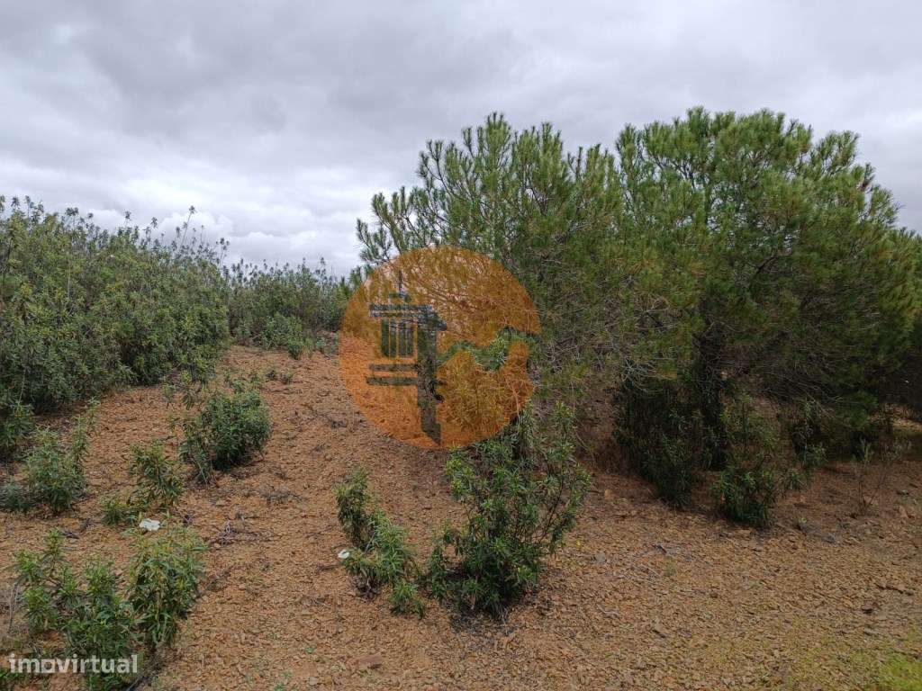 TERRENO COM 15.280 M2 - MURTEIRA - AZINHAL - CASTRO MARIM - ALGARVE - Grande imagem: 3/33