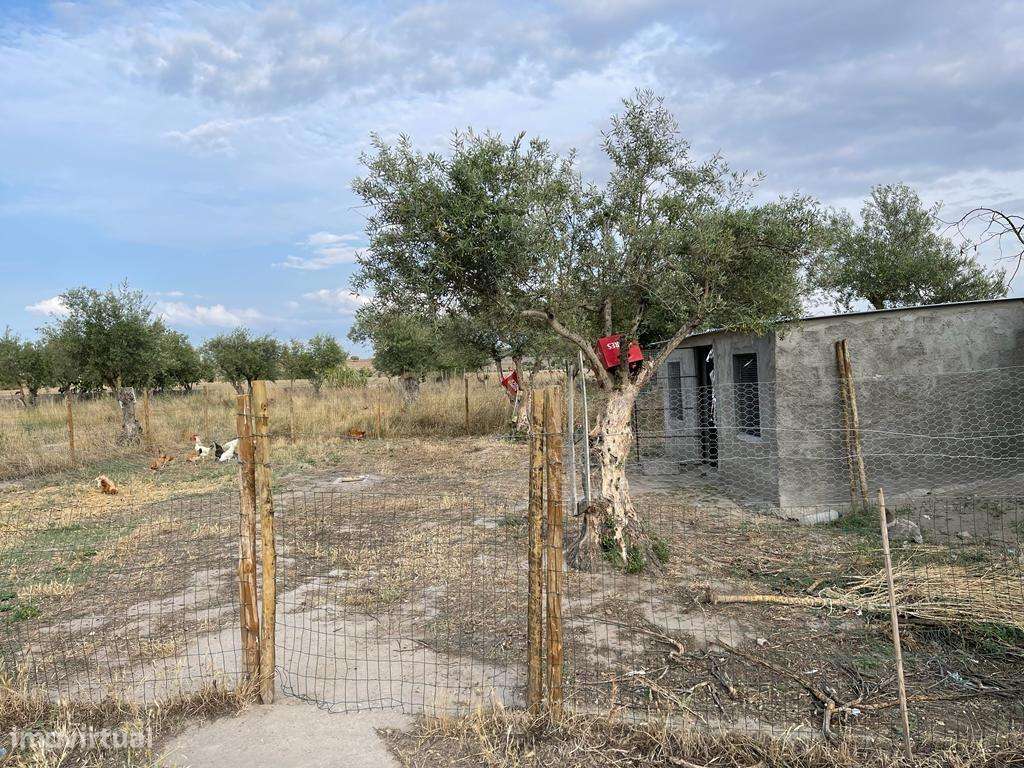 Excelente Terreno em Santa Eulalia/Elvas-8