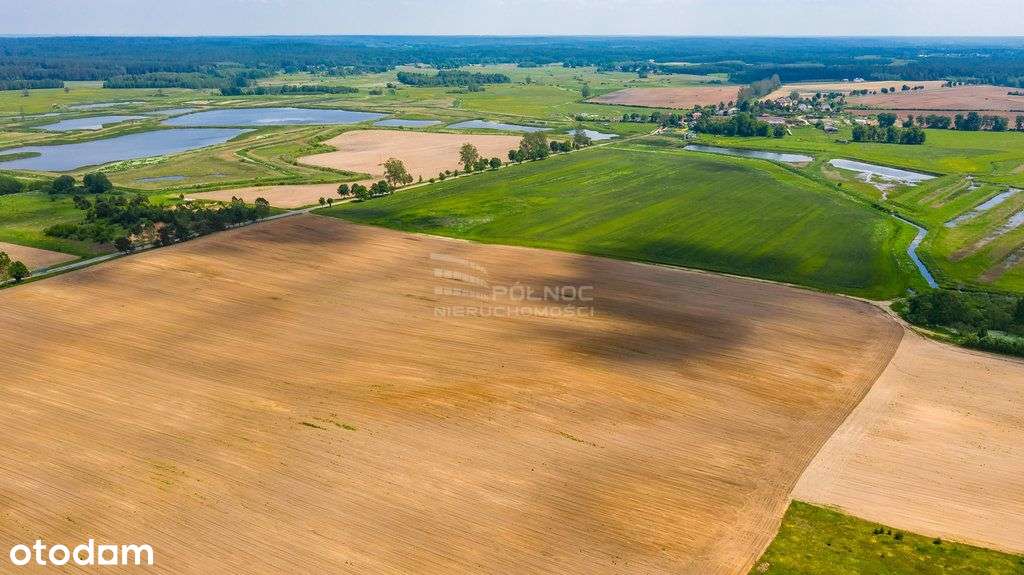 Działka rolna 2.6 h. Waliły. - Pełny obrazek: 5/8