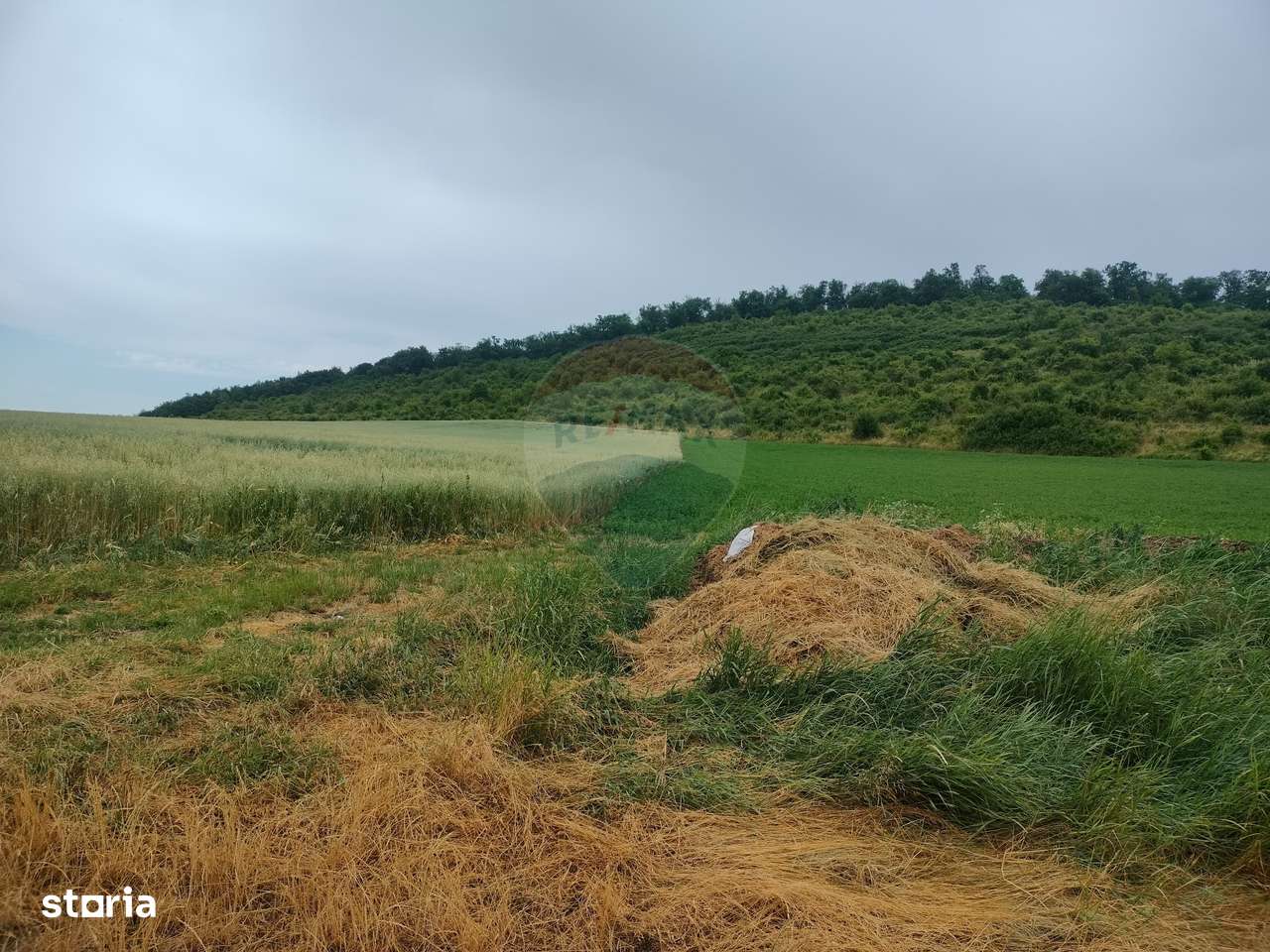 Teren extravilan 18200 mp Reghin - Imagine principală: 1/3