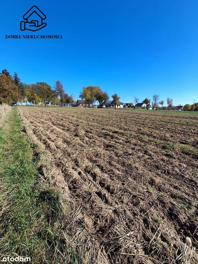 Działka  10ar. 165tyś!!!  Zbliżona do kwadratu - Pełny obrazek: 5/5