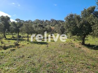 Herdade de 60,7 hectares a poucos minutos de Aljustrel - Grande imagem: 5/23