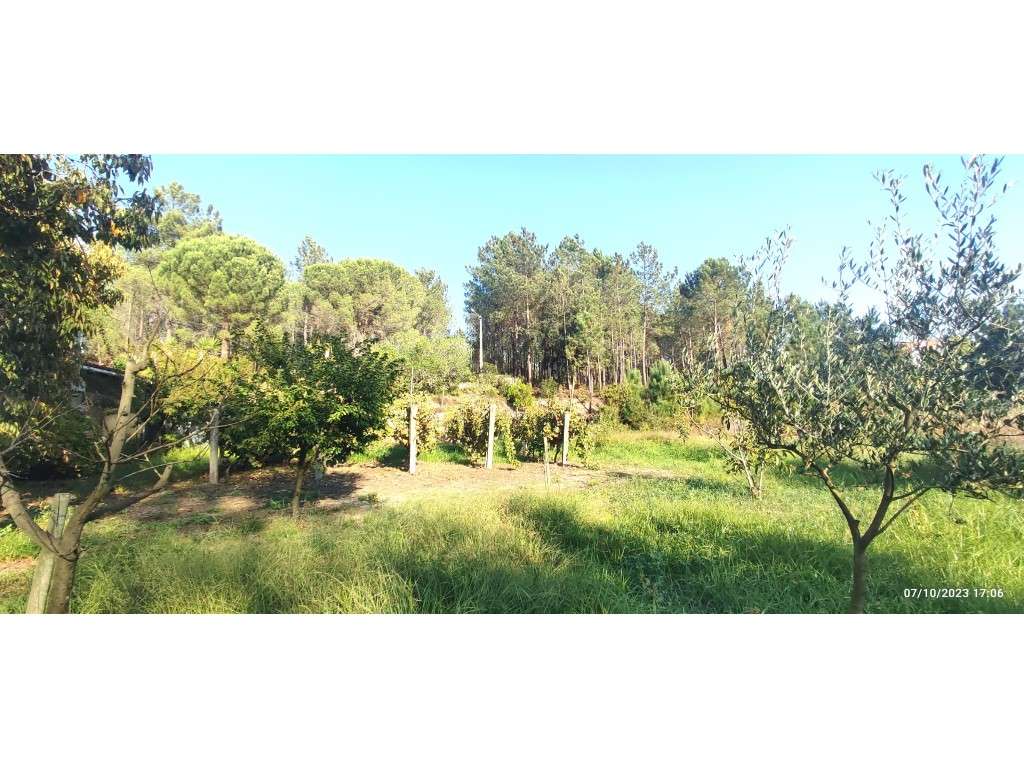 Quinta com duas moradias, anexos, diversas arvores de fruto, vinha ...-13