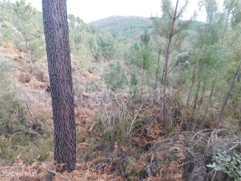 Terreno / Fundão, Souto da Casa - Grande imagem: 2/4