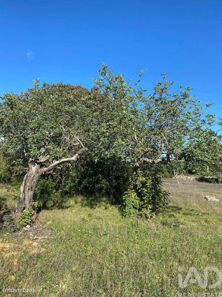Terreno Agrícola em São Brás de Alportel de 7100,00 m2 - Grande imagem: 4/15