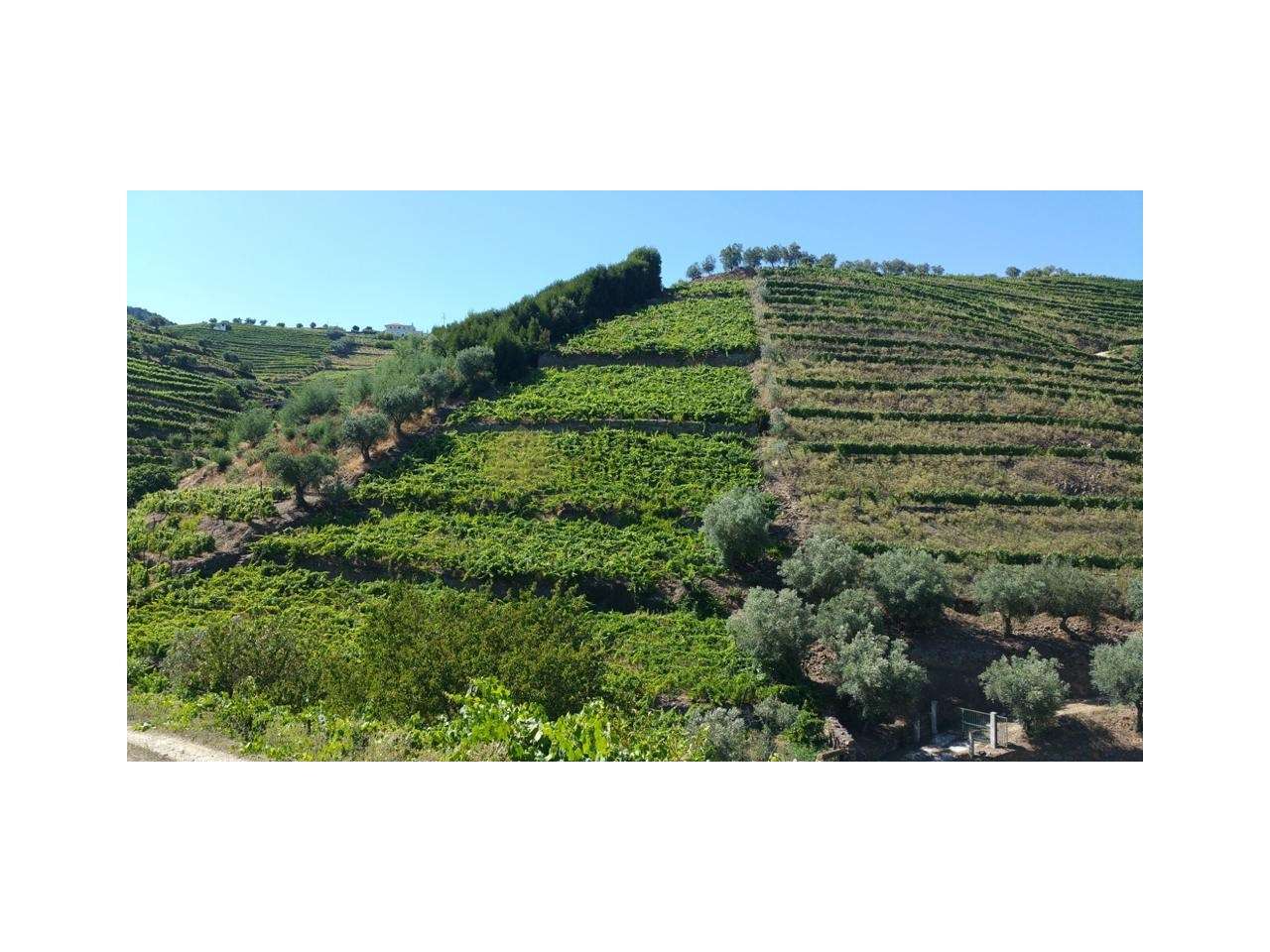 Quinta em Santa Marta de Penaguião - Vila Real - Grande imagem: 5/6