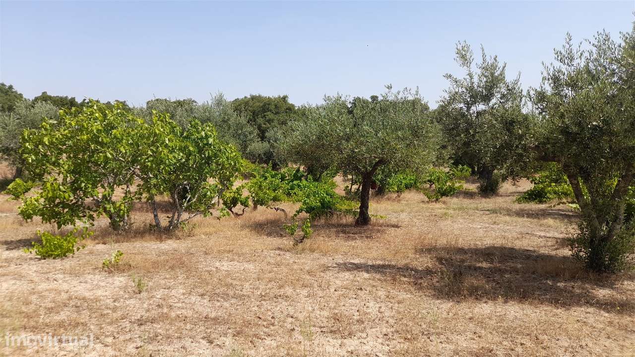 Terreno Rústico  Venda em Escalos de Cima e Lousa,Castelo Branco-16