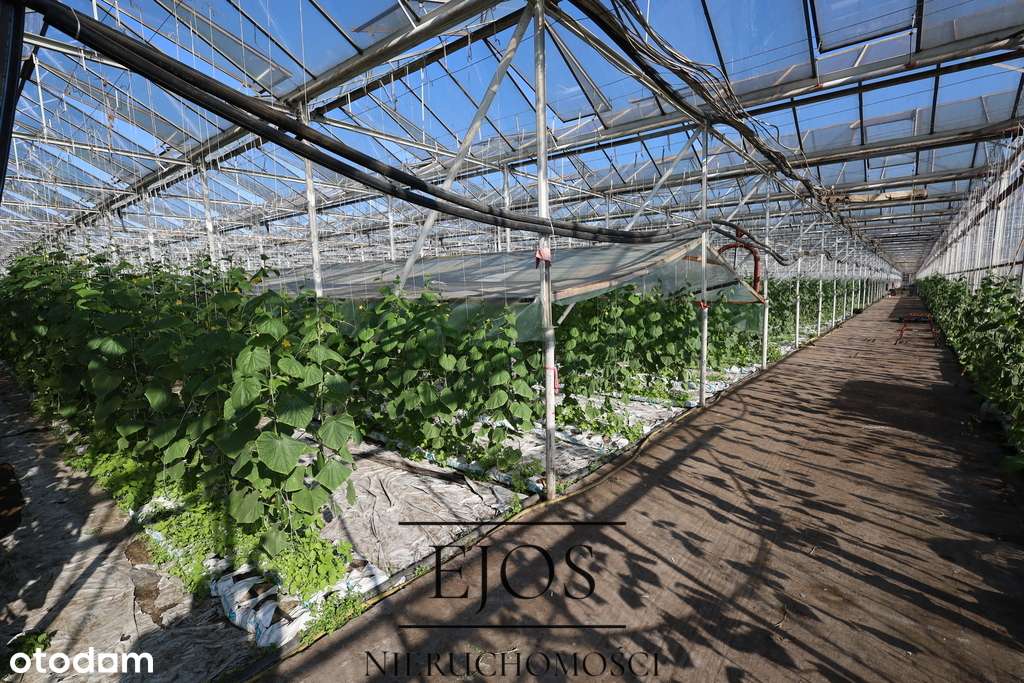 Gospodarstwo z domem  i szklarniami - Pełny obrazek: 4/11