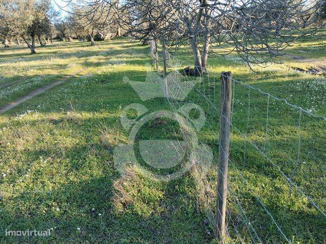 OLIVAL PARA VENDA EM CARRAPATELO - CORVAL-11