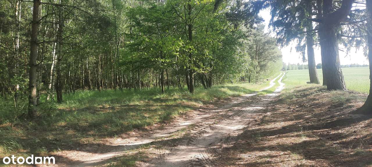Działka SIEDLISKOWA 1MR 40km od Poznania lasy  jezioro, stadnina koni-9