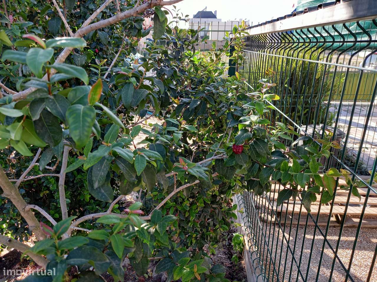 Lote Urbano 369m² Com Habitação, Poço, Murado e Infraestruturas Pagas! - Grande imagem: 5/6