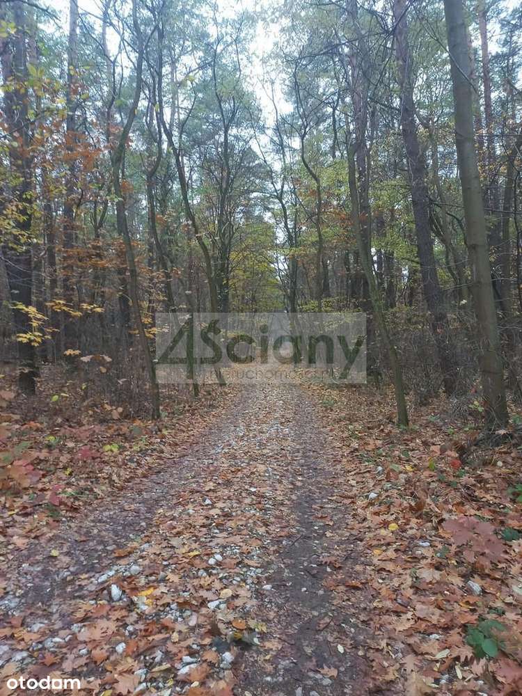 Działka Leśna - Pełny obrazek: 4/9