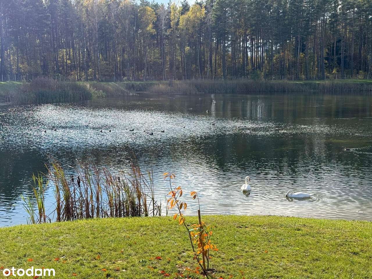 Łabędzi Zakątek – działka 3,12 ha ze stawem, mediami i szambem - Pełny obrazek: 5/20