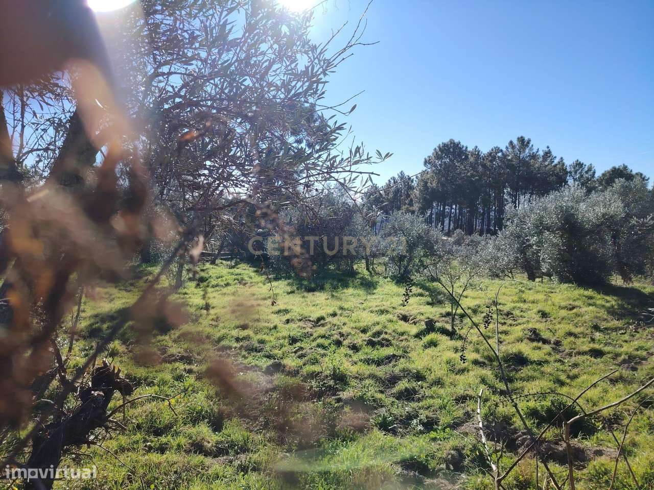 Terreno rústico, Louriçal do Campo, Castelo Branco - Grande imagem: 5/9
