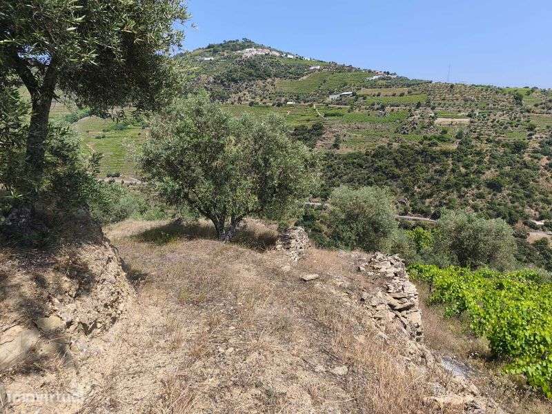 Propriedade no Alto Douro Vinhateiro com Vista sobre o Rio Douro - Grande imagem: 4/8