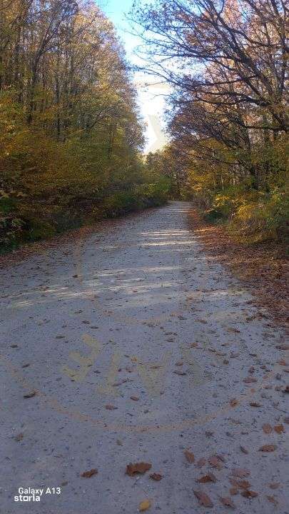 0% COMISION!!! CASA CU LAC IN INIMA PADURII  - DEALU BRADULUI-16