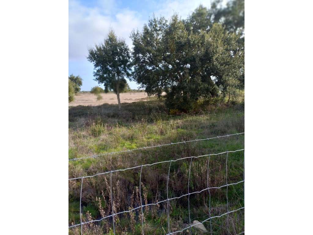 Terreno rústico em Grândola-6