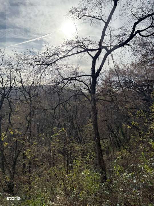 Teren extravilan impadurit, 8271 mp ideal pentru investitie. - Imagine principală: 3/6