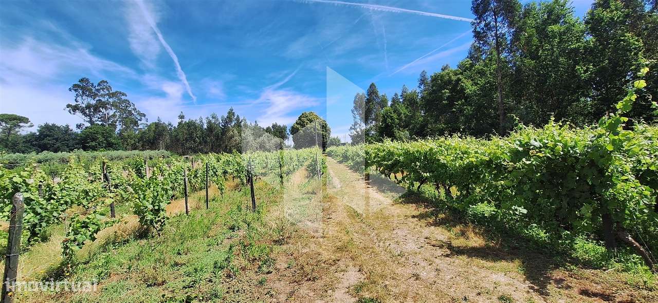 Quintinha  Venda em Lobão da Beira,Tondela-14