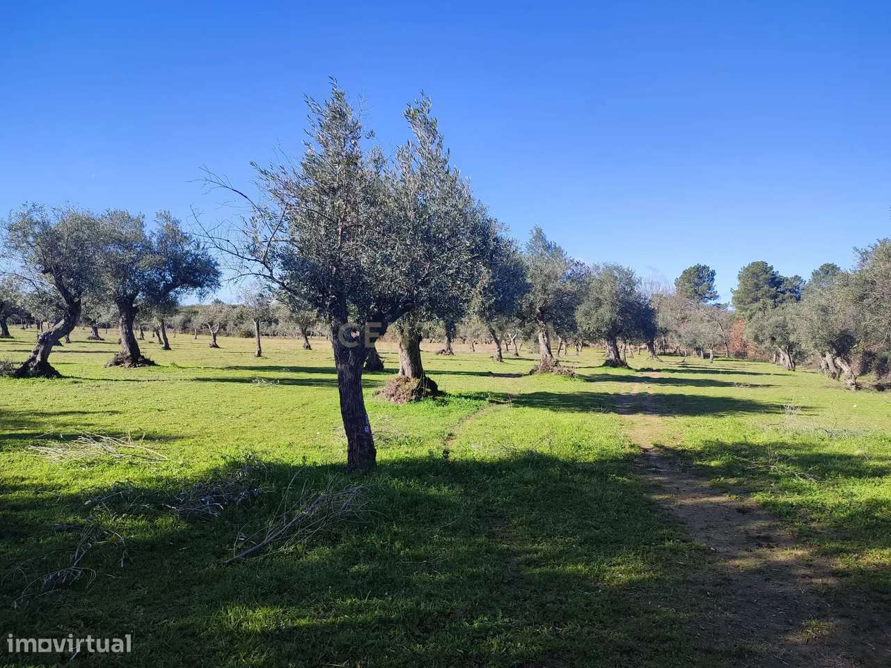 Terreno com olival tradicional | Póvoa de Rio de Moinhos, Castelo Bran - Grande imagem: 3/7