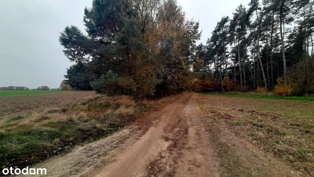 Widok na dolinę rzeki, z laskiem. Działka budowlana tuż obok Szamotuł-2