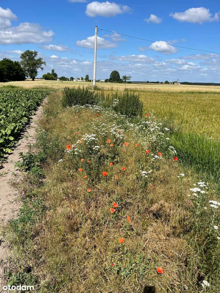 Dwie działki w cenie jednej!  732 m2  + 1300 m2-7