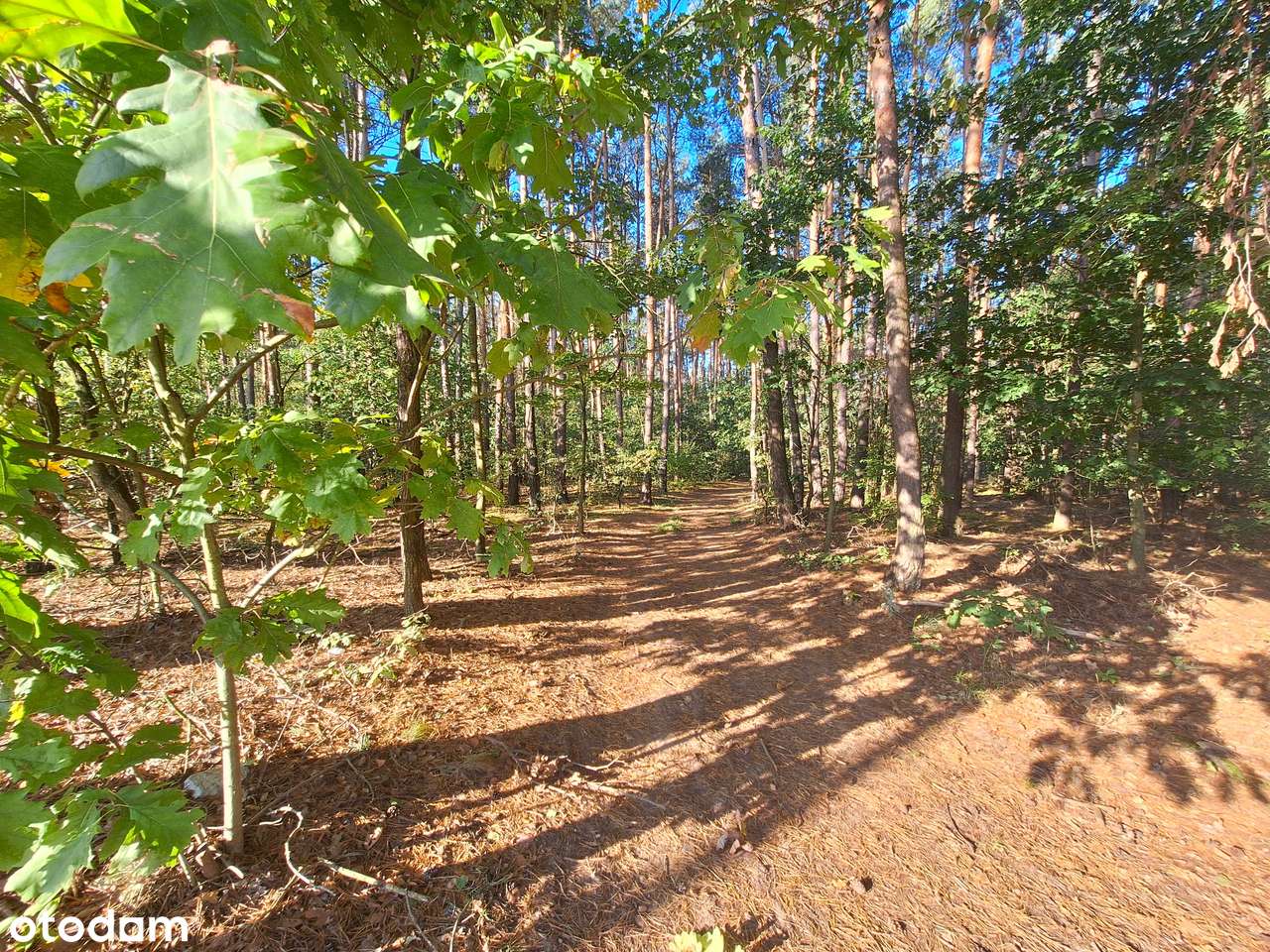 Wioska działka 1030m2 z MPZP / w sąsiedztwie lasów - Pełny obrazek: 4/6