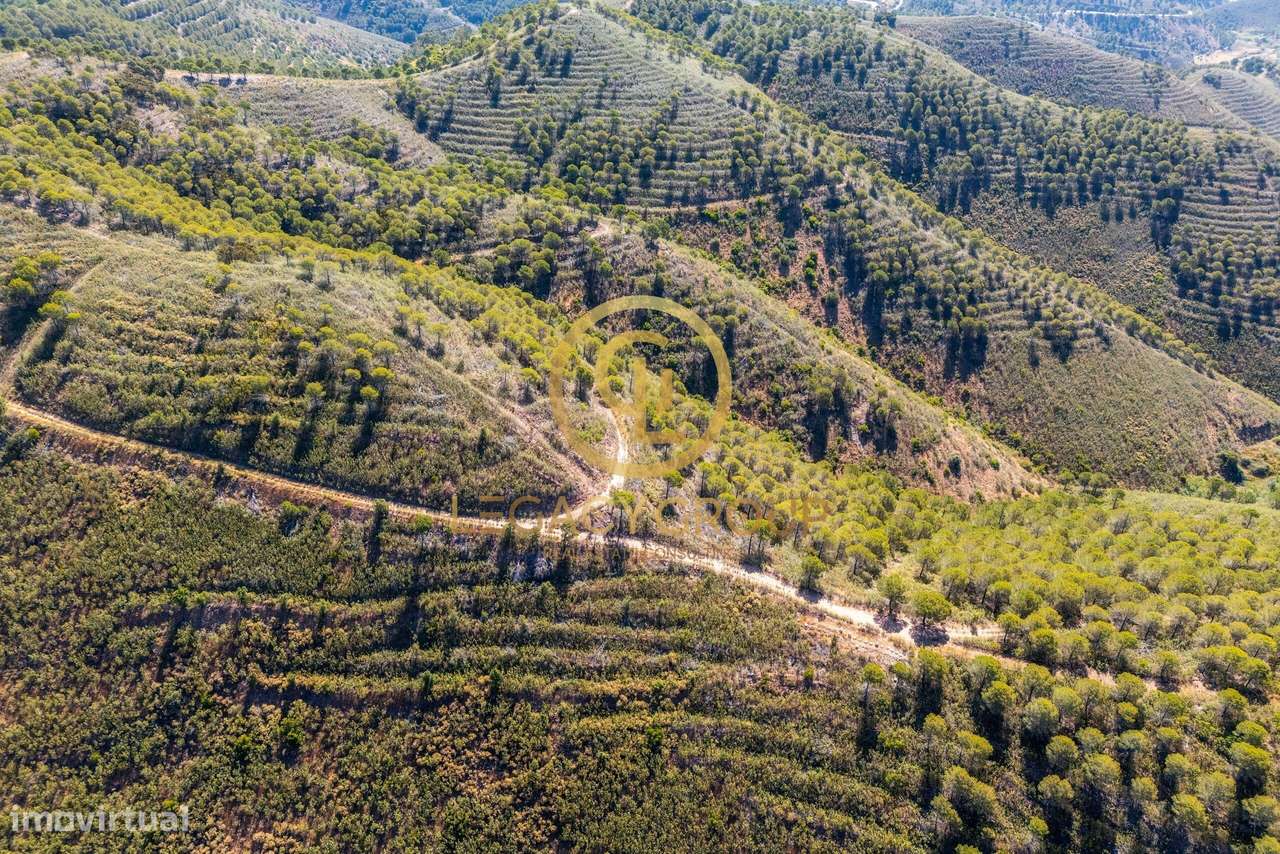 Terreno Rústico de 89 Hectares - Cachopo, Tavira - Grande imagem: 5/32