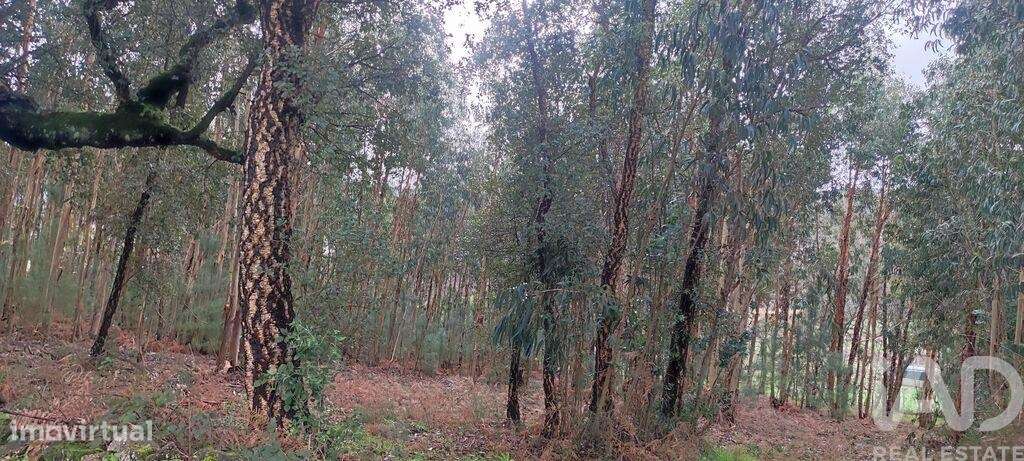 Terreno Agrícola em Bela - Grande imagem: 2/13