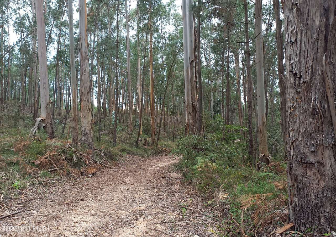 Terreno no Juncal - Grande imagem: 2/4