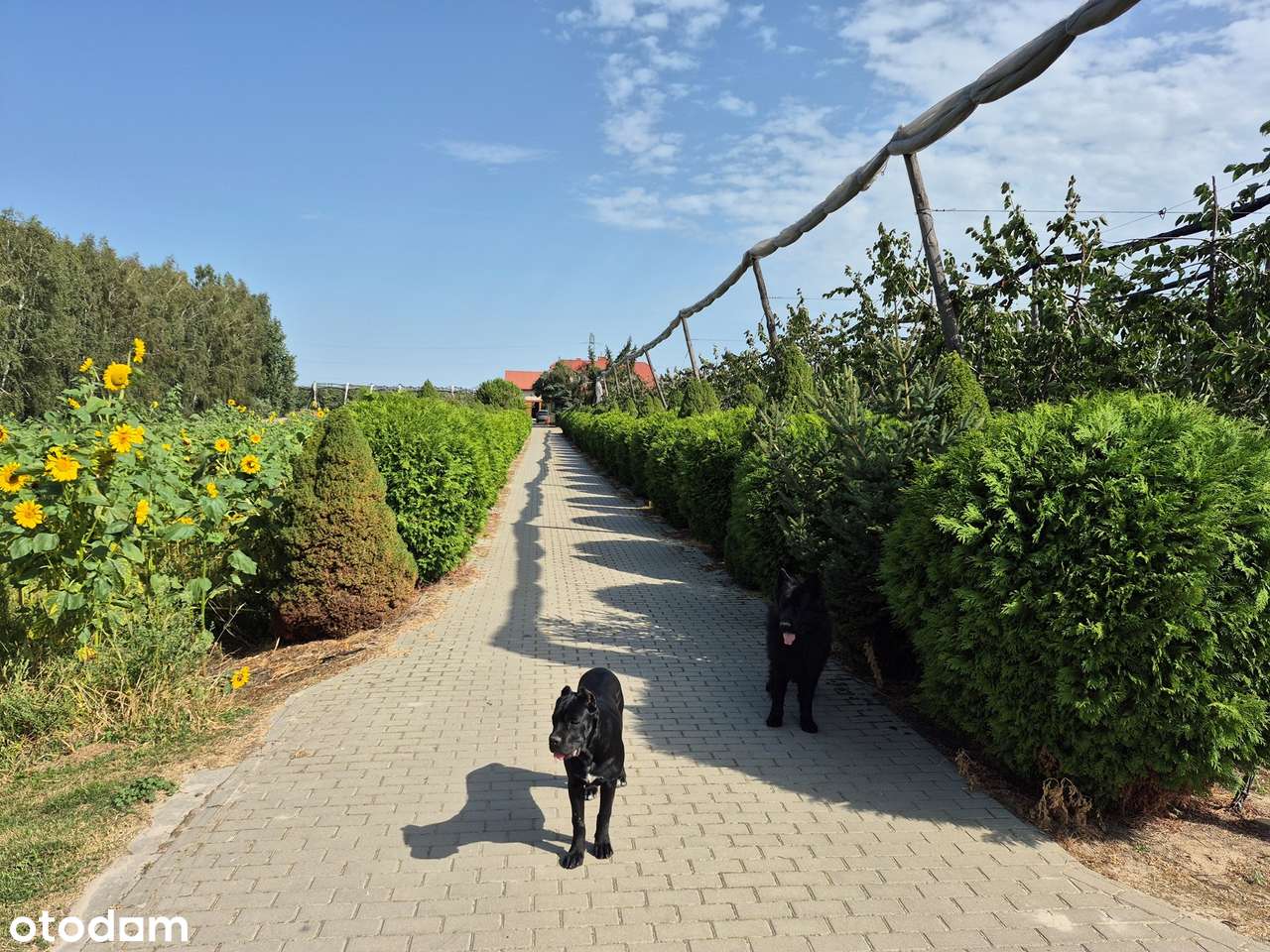 Sprzedam gospodarstwo sadowniczo rolne - Pełny obrazek: 4/9