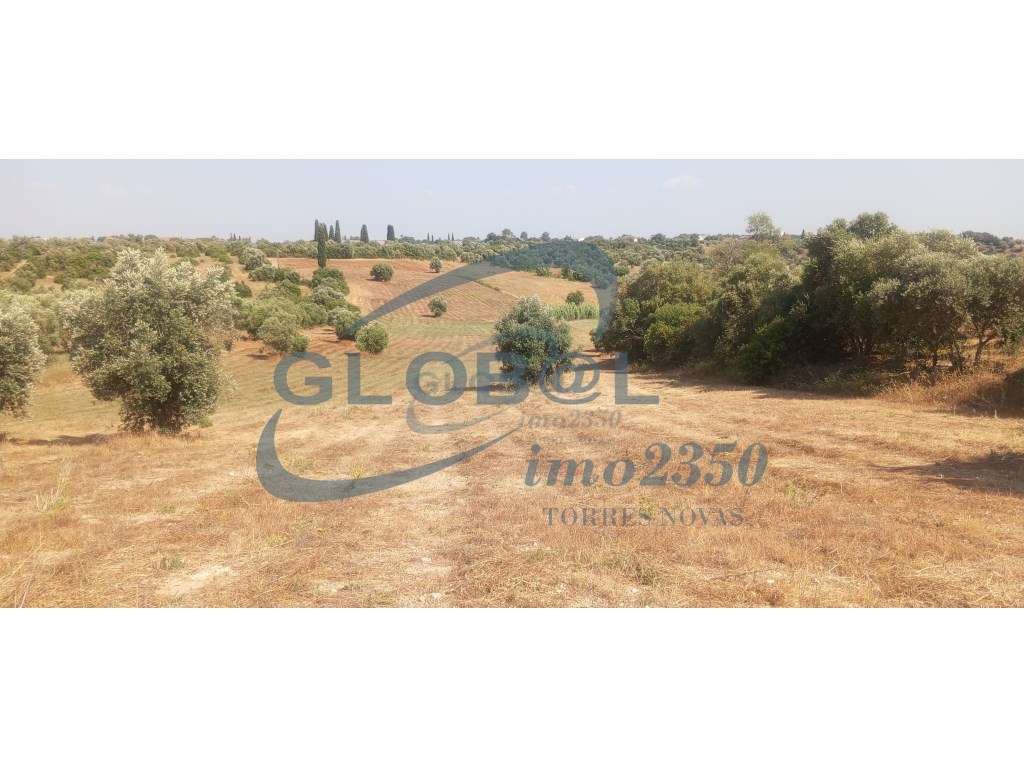 Terreno Venda Torres Novas - Grande imagem: 2/5