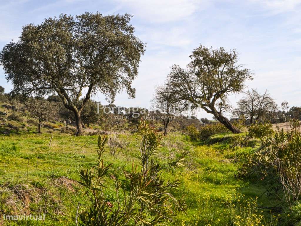 Herdade de 60 ha e monte, em Reguengos de Monsaraz-28
