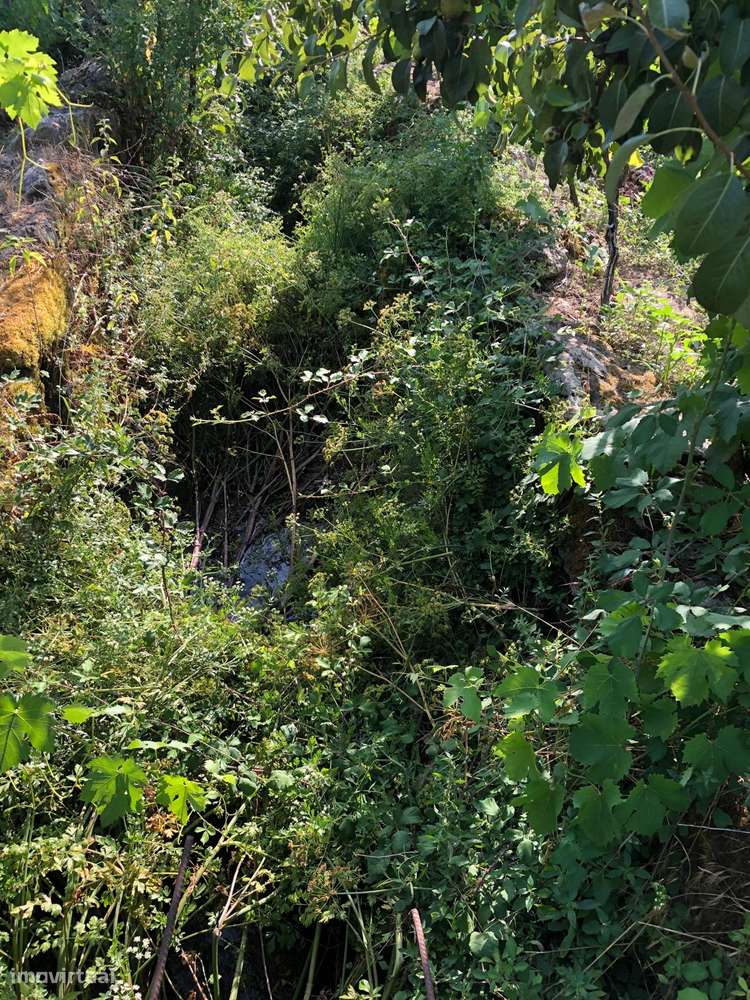 Excelente Quinta na Beira Alta com cerca de 2 Hectares-13