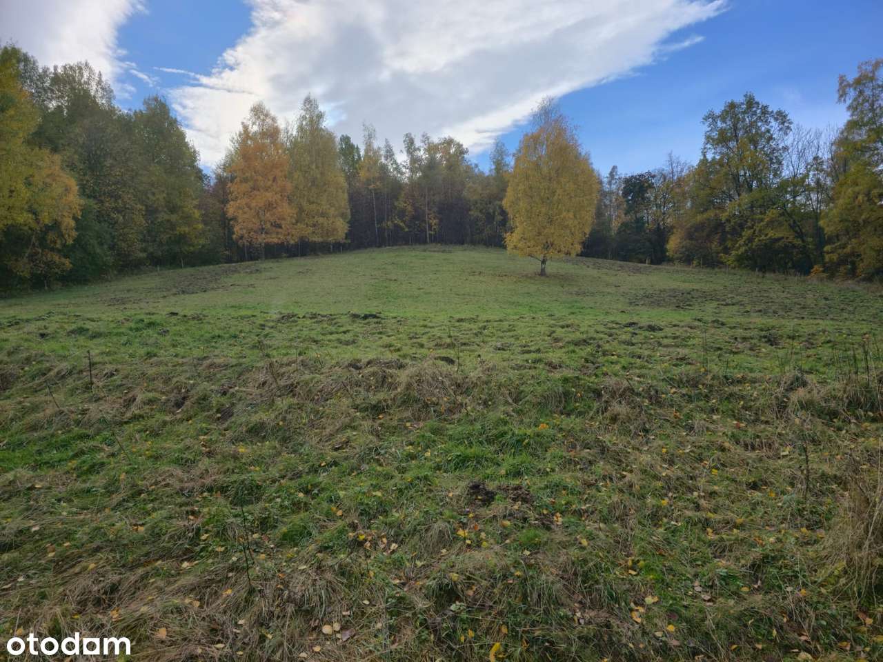 4 Działki przy lesie z widokiem na Góry Sowie-7