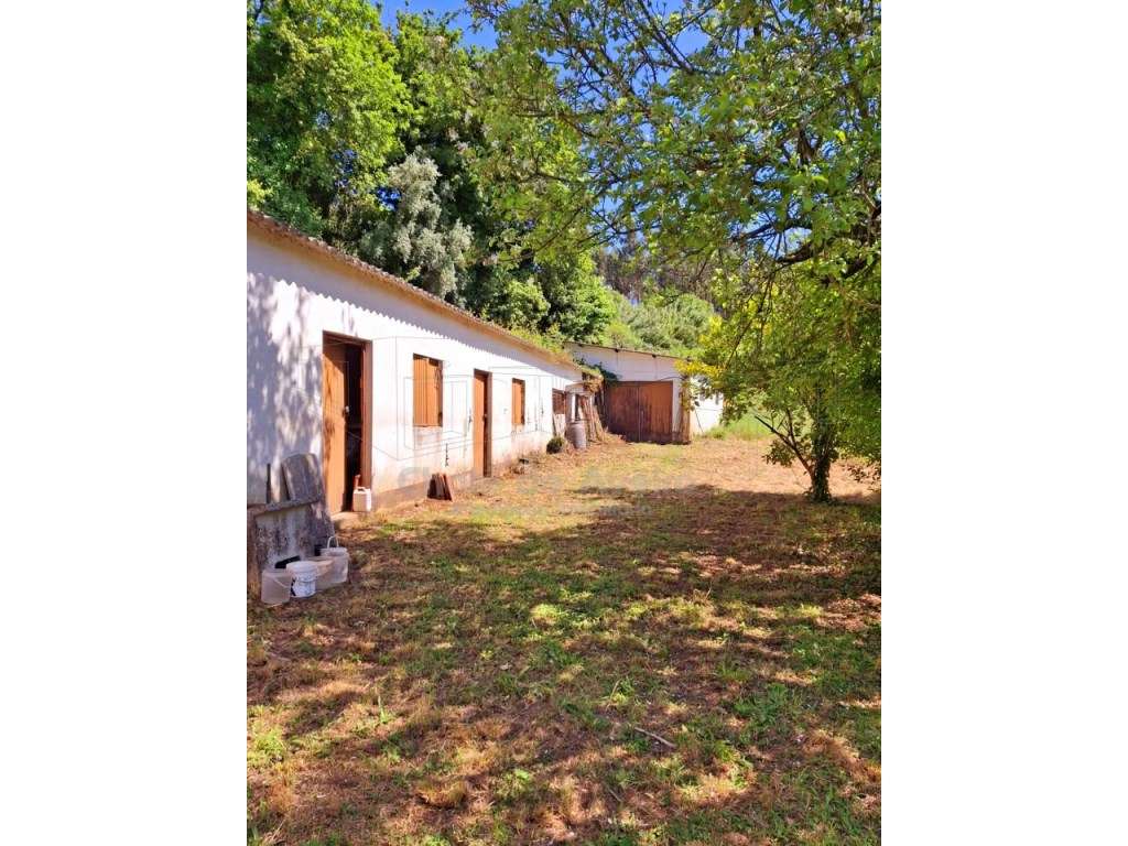 Quinta com 5.000 m2 e casa habitação T5 em Águeda-38