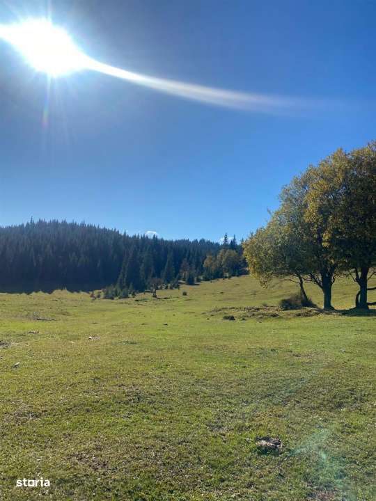 Teren extravilan la Poiana Horea - Belis - 16.000 mp-2